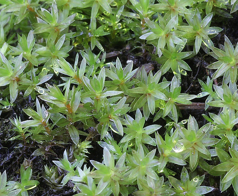 Pohlia obtusifolia